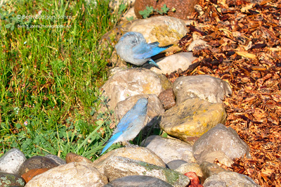 ​Mountain Bluebird