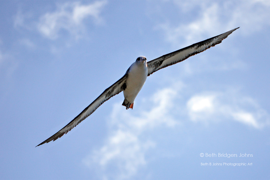 ​Laysan Albatross