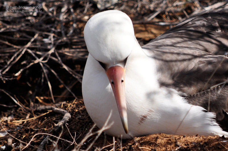 ​Laysan Albatross