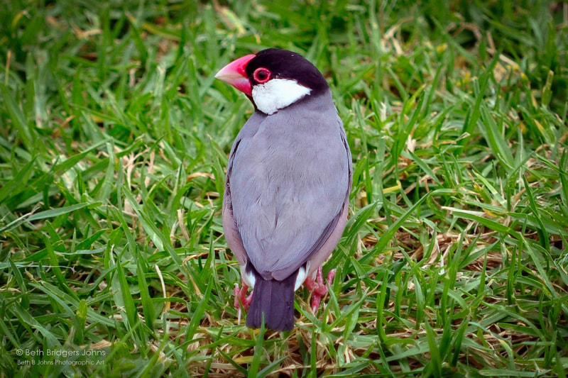 Java Sparrow (Java Finch)