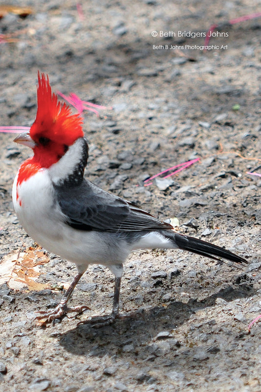 Red-crested Cardinal (Brazilian Cardinal)