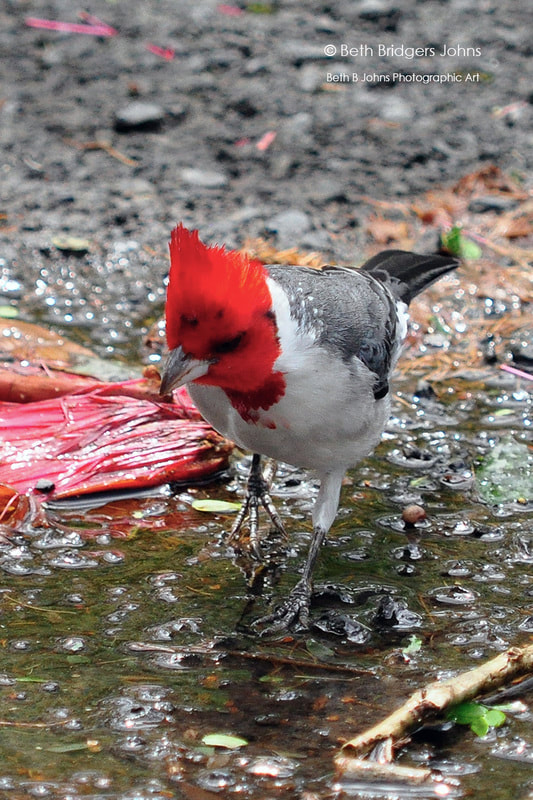 Red-crested Cardinal (Brazilian Cardinal)