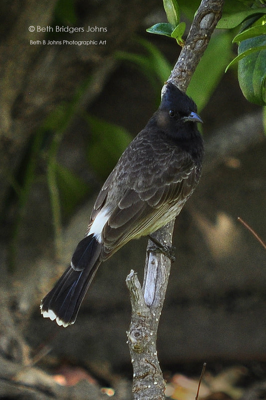 ​Red-vented Bulbul