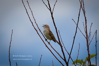 Chipping Sparrow  