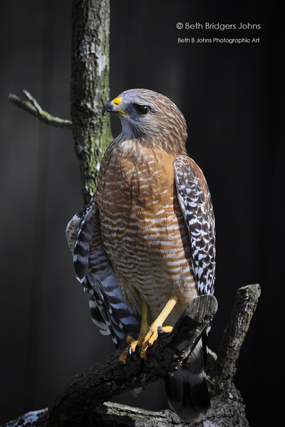  Red-shouldered Hawk  