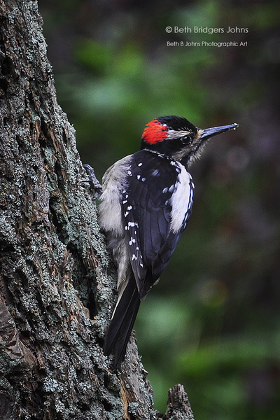 Hairy Woodpecker​
