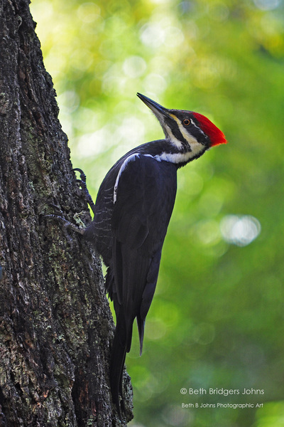 ​Pileated Woodpecker
