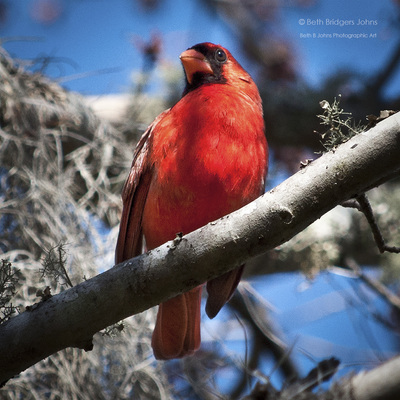 ​Northern Cardinal