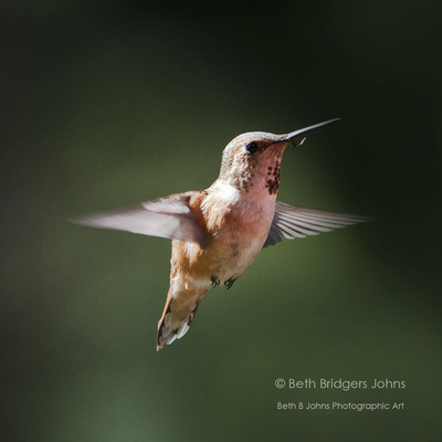 ​Rufous Hummingbird