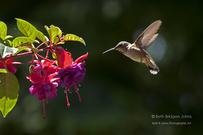 ​Rufous Hummingbird