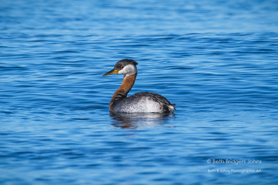 ​Red-necked Grebe  