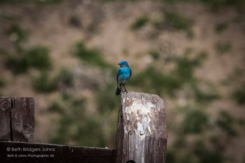​Mountain Bluebird