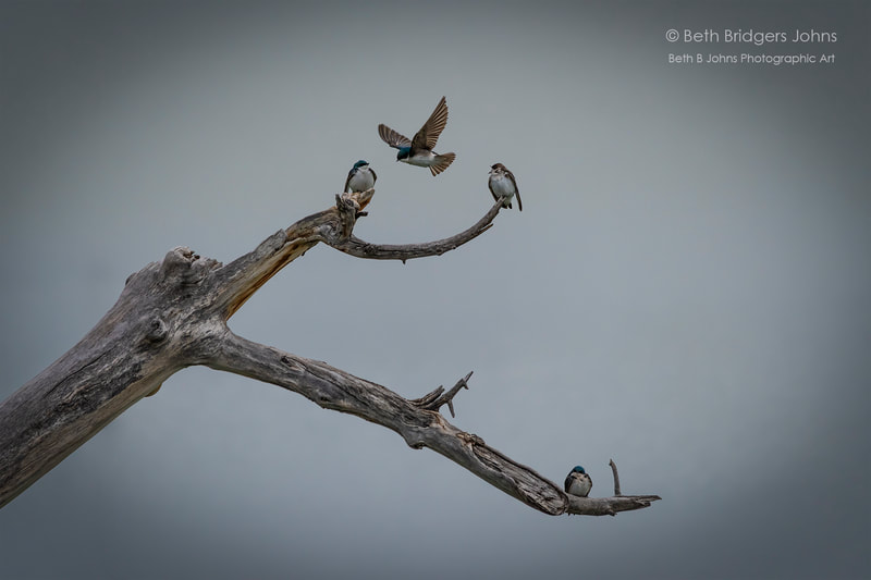 ​Tree Swallow